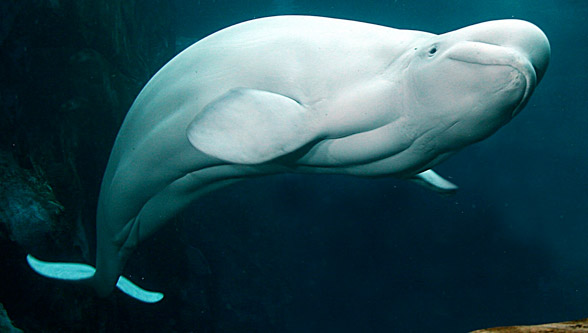 Beluga whale, white whale (Delphinapterus leucas)