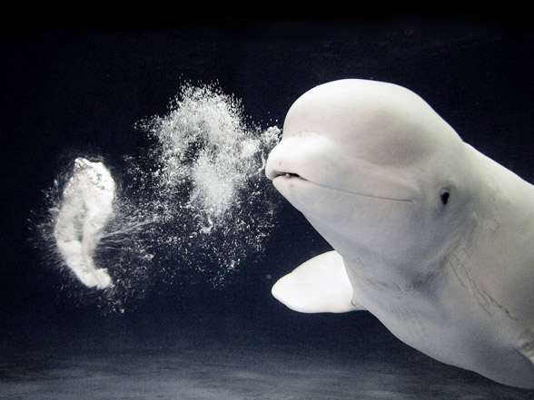 Beluga whale, white whale (Delphinapterus leucas)