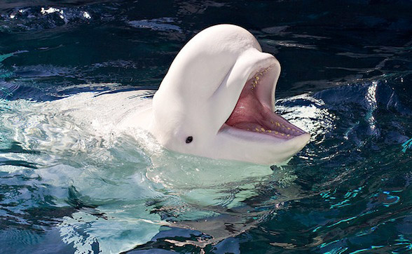 Beluga whale, white whale (Delphinapterus leucas)