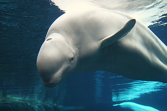 Beluga whale, white whale (Delphinapterus leucas)