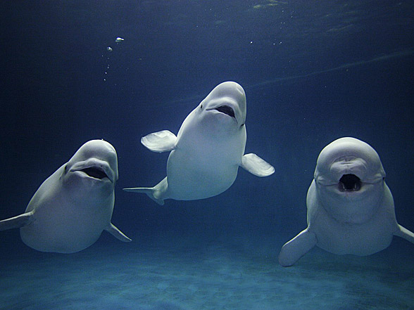 Beluga whale, white whale (Delphinapterus leucas)