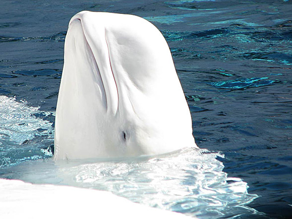 Beluga whale, white whale (Delphinapterus leucas)