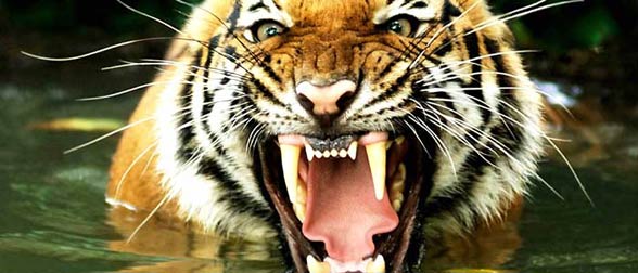 Royal Bengal tiger (Panthera tigris tigris)