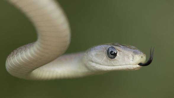 Black mamba (Dendroaspis polylepis).