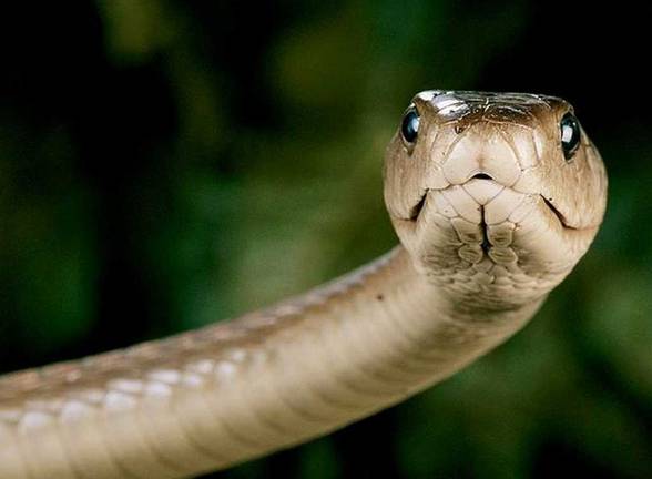 Black mamba (Dendroaspis polylepis)