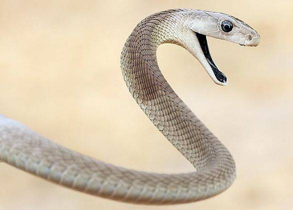 Black mamba (Dendroaspis polylepis)