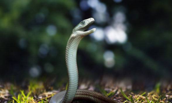 Black mamba (Dendroaspis polylepis).