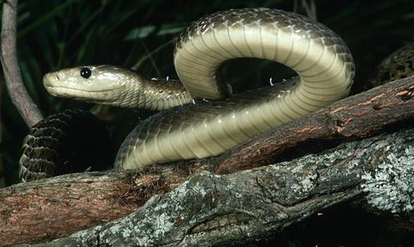 Black mamba (Dendroaspis polylepis).