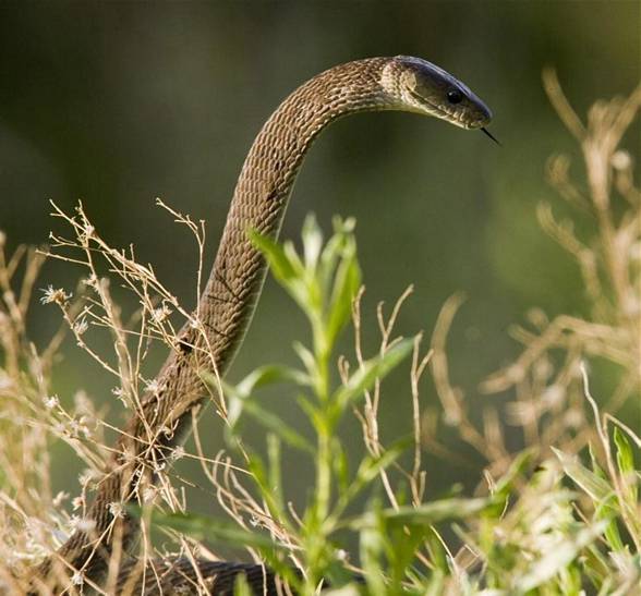 Black mamba (Dendroaspis polylepis).