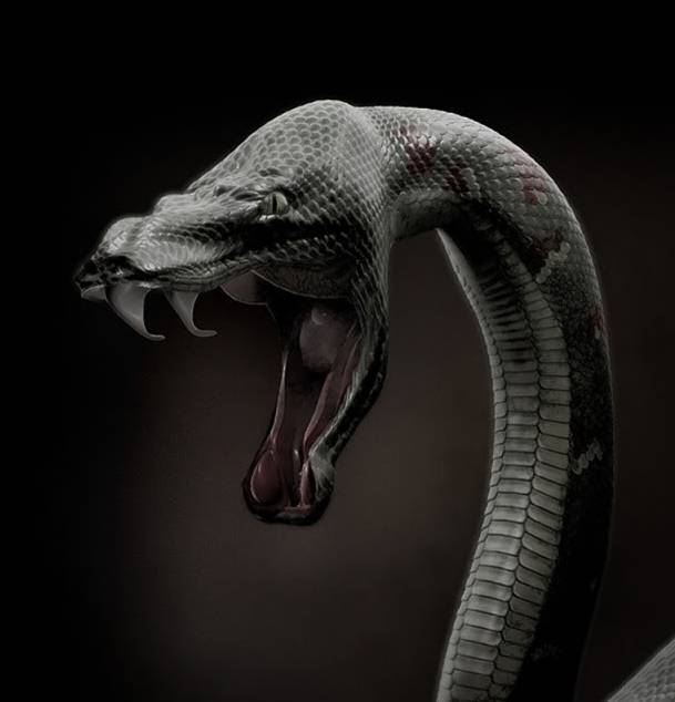 black mamba fangs