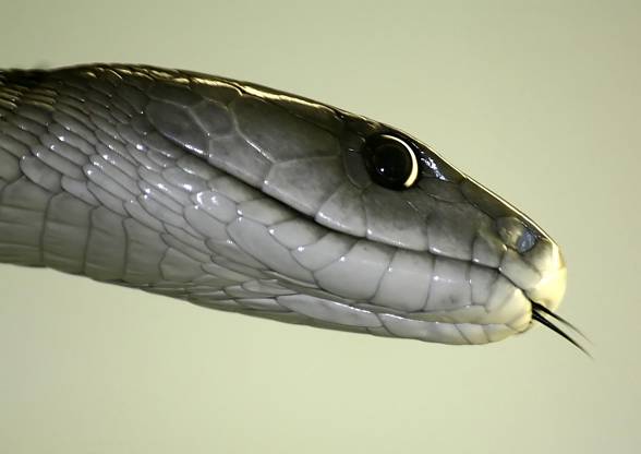 Black mamba (Dendroaspis polylepis).