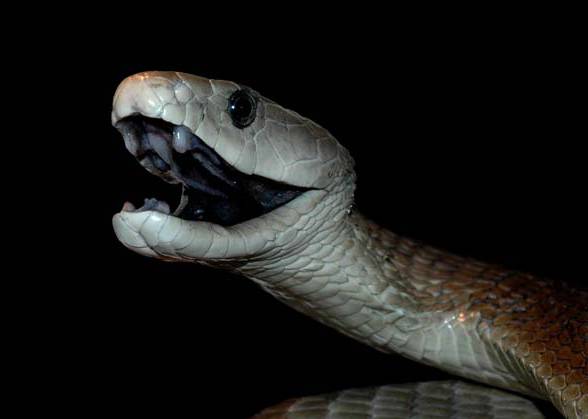 Black mamba (Dendroaspis polylepis).