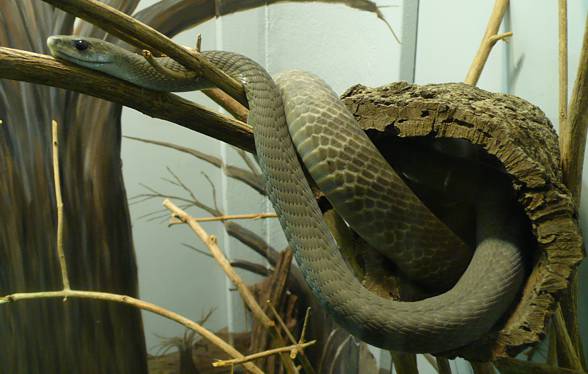 Black mamba (Dendroaspis polylepis).