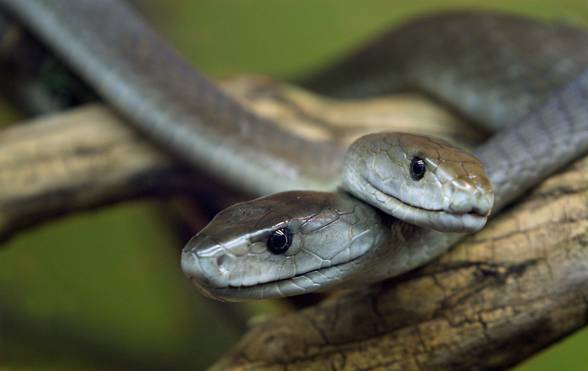 Black mamba (Dendroaspis polylepis).