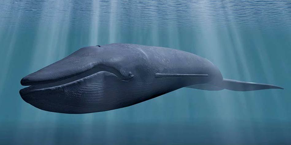 Blue whale – the largest animal 