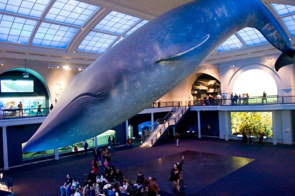 Blue whale – the largest animal 