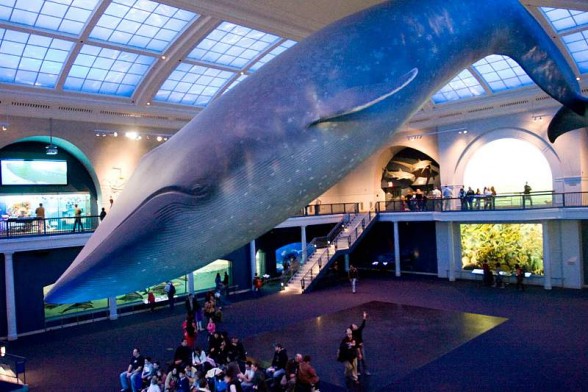 Blue whale (Balaenoptera musculus)