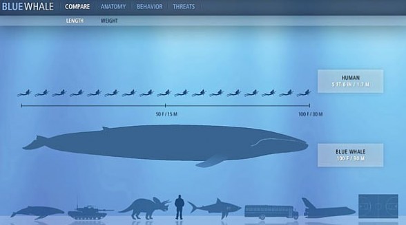  blue whale (Balaenoptera musculus)