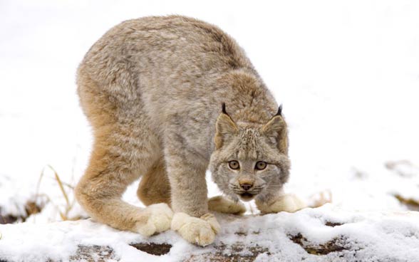 Canada lynx / Canadian lynx (Lynx canadensis)