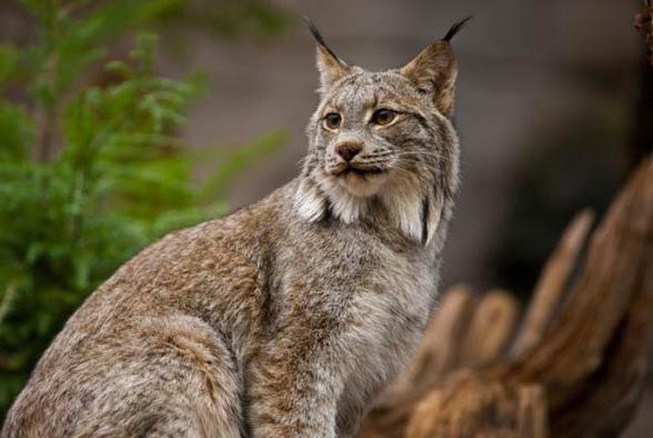 Canada lynx / Canadian lynx (Lynx canadensis)