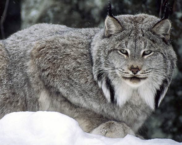 Canada lynx / Canadian lynx (Lynx canadensis)