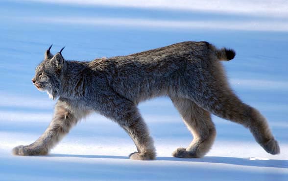 Canada lynx / Canadian lynx (Lynx canadensis)
