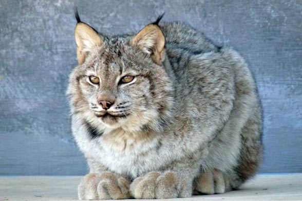 Canada lynx / Canadian lynx (Lynx canadensis)