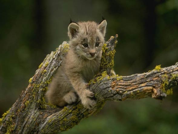 Canada lynx / Canadian lynx (Lynx canadensis)