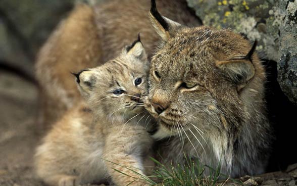 Canada lynx / Canadian lynx (Lynx canadensis)