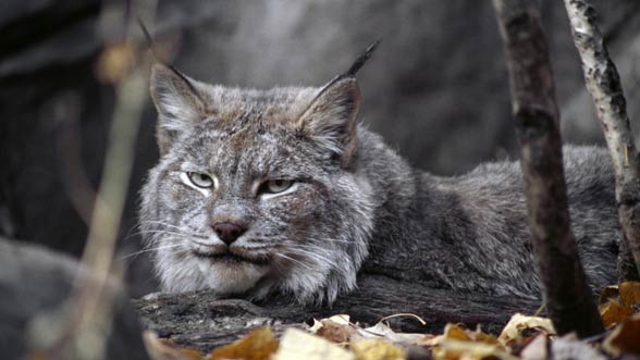 Canada lynx / Canadian lynx (Lynx canadensis)