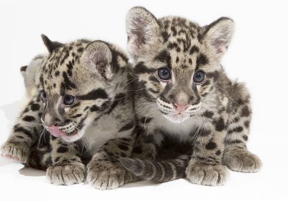 Clouded leopard (Neofelis nebulosa)