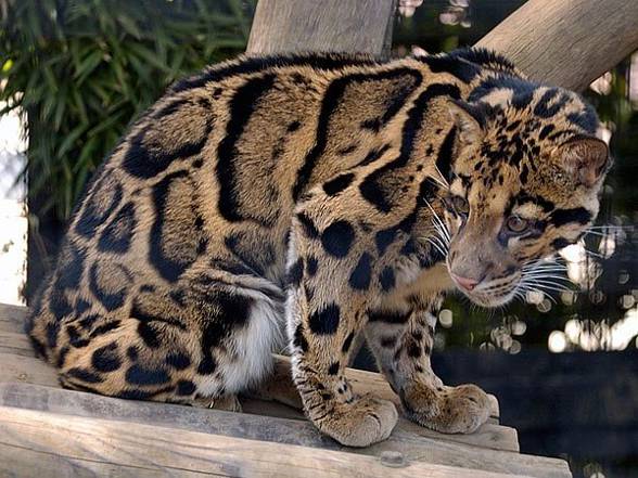 Clouded leopard (Neofelis nebulosa)