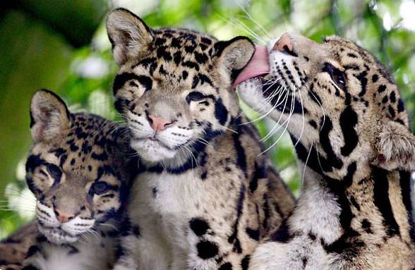 Clouded leopard (Neofelis nebulosa)