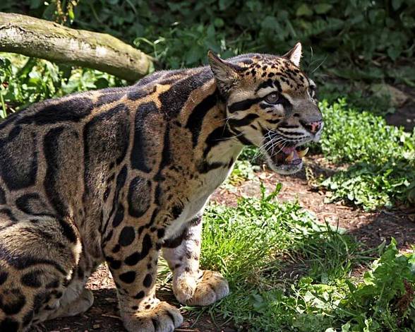 Clouded leopard (Neofelis nebulosa)