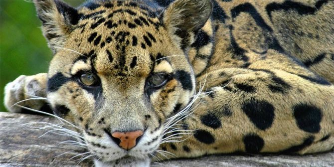 Clouded leopard – predator from trees | DinoAnimals.com