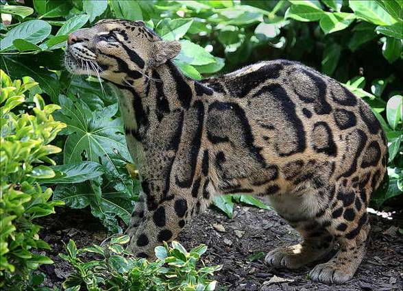 Clouded leopard (Neofelis nebulosa)