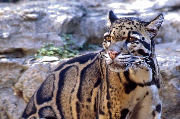 Clouded leopard (Neofelis nebulosa)