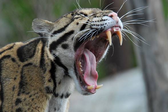 Clouded leopard (Neofelis nebulosa)