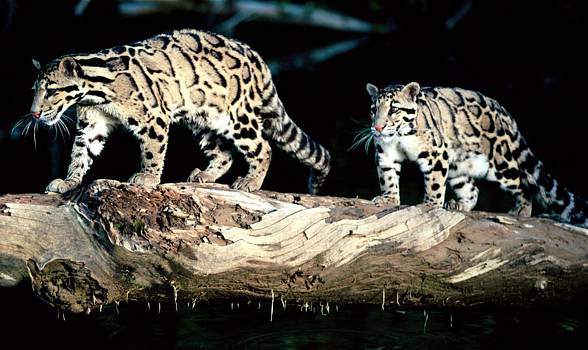 Clouded leopard (Neofelis nebulosa)