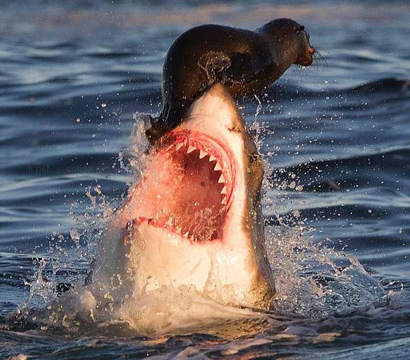 Great white shark (Carcharodon carcharias)