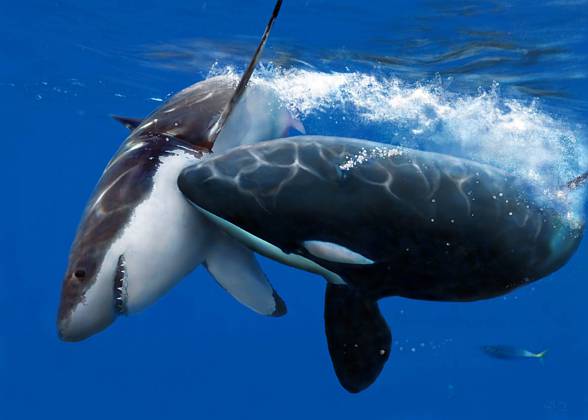 Great white shark (Carcharodon carcharias)