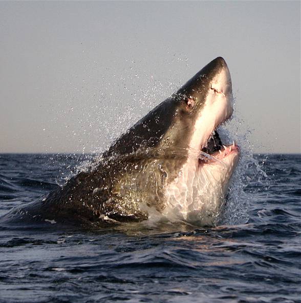 Great white shark (Carcharodon carcharias)