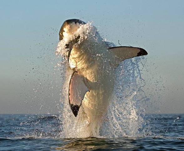 Rare picture of a Great White Shark Tooth midair during attack - Men's  Journal