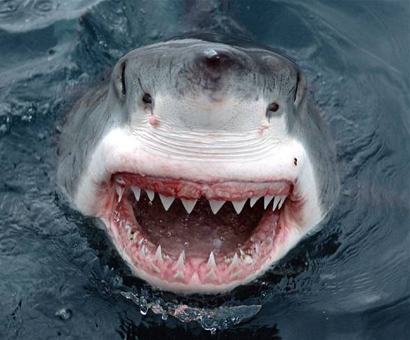 Great white shark (Carcharodon carcharias)