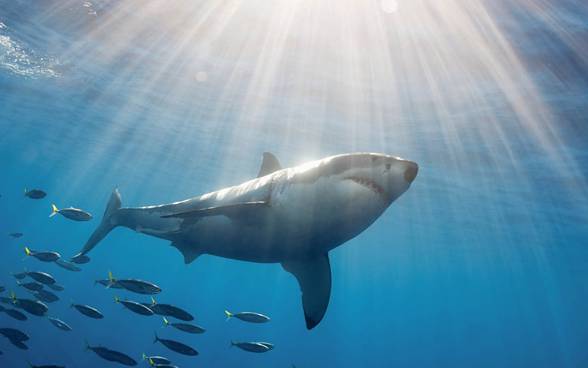 Great white shark (Carcharodon carcharias)