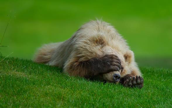 Grizzly (Ursus arctos horribilis)