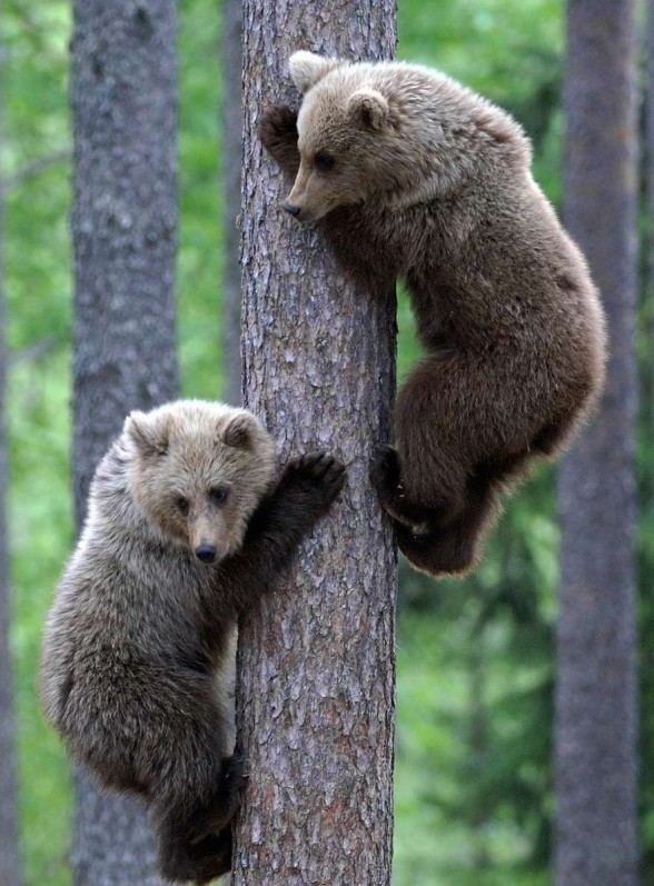 Grizzly (Ursus arctos horribilis)