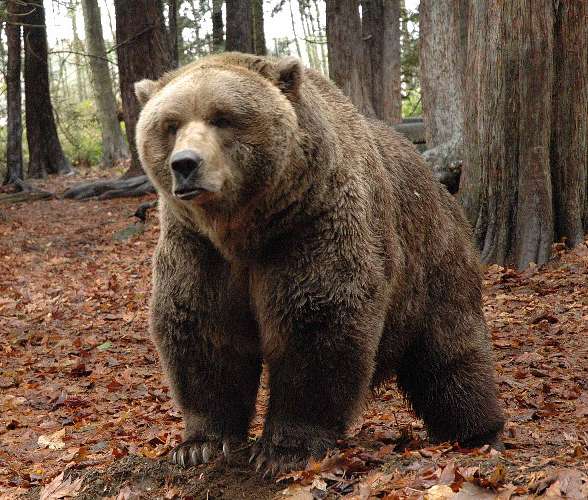 Grizzly bear (Ursus arctos horribilis) | DinoAnimals.com