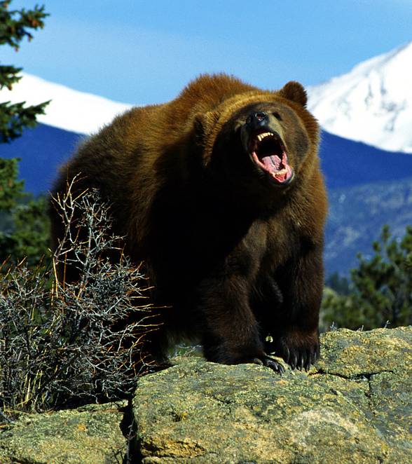 Grizzly (Ursus arctos horribilis)