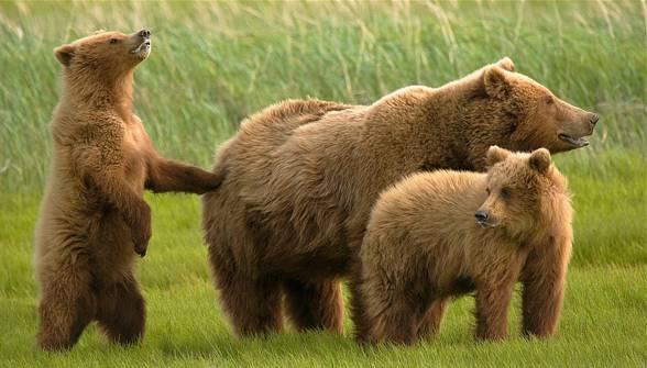 Grizzly (Ursus arctos horribilis)